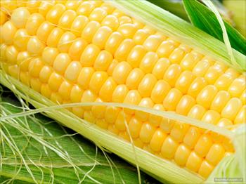 ذرت كلسترول خون را كاهش می دهد